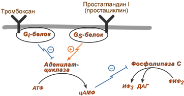 Механизм действия тромбоксана и простациклина